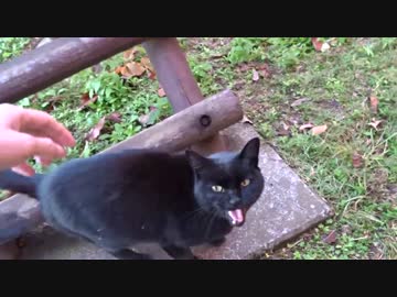 公園の女帝猫をモフってみた