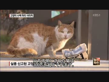 ネコ数百匹が行方不明(韓国KBS)
