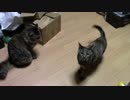 【生後229日】きょうの仔猫【蒼民家の猫々】