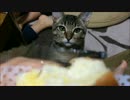 チーズパンに誘惑されるも座ったまま睡魔に負けてしまうぼんちゃん。