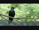 野鳥と化した先輩.mp4