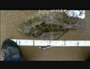 福岡県は唐泊のヒラメ　2014-12-03