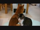 ヒーター前で寄りそって暖まる柴犬と猫