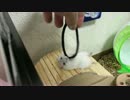 ヒマなので釣りをしてみた