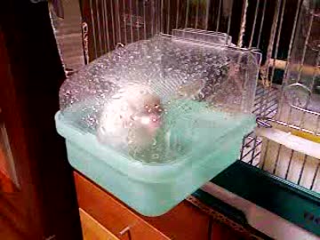 バードバスでの水浴び