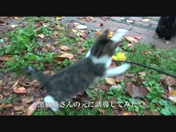 公園の子猫、縄張りの女帝猫に相見える