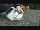 おしゃべりな猫モフモフ