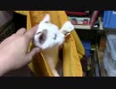 【生後230日】きょうの仔猫【蒼民家の猫々】