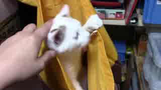 【生後230日】きょうの仔猫【蒼民家の猫々】