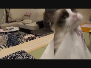 ラグドールのレオ　Vol.53 けだまぶくろになった猫