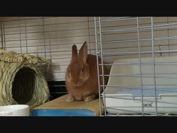 うさぎの香箱座り ニコニコ動画
