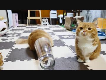 【マンチカンズ】短足猫マンチカンの宿命