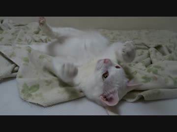 【宇宙猫】保護猫、ササミへのリベンジに向けてスパーリングをする