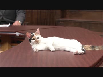 にゃーにゃまとめ2014.12.06