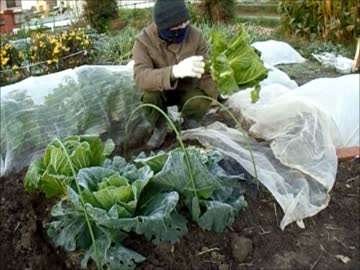市民農園を借りて野菜を作ってみる【14週目】