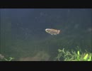 【水槽81】アピスト稚魚 Apistogramma cacatuoides fry【もりぞう】