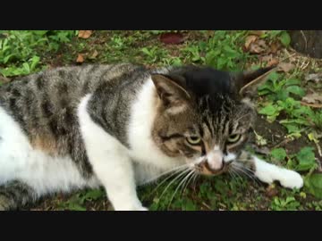 公園の子猫一家の団欒にお邪魔してみた