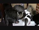 こんしゅうのおやつ【蒼民家の猫々】