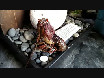 伊勢海老、本場で一皮剥ける。