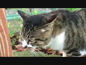 公園の子猫の授業参観が修羅場に突入