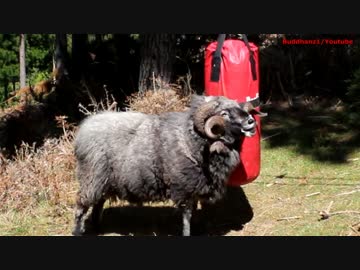 世界最強の羊