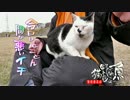 今日はとことん間が悪いイチ【魚くれくれ野良猫】