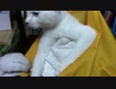 【生後232日】きょうの仔猫【蒼民家の猫々】