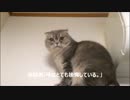 【我が家の猫神様】高いところから降りられなくて涙目な猫part２