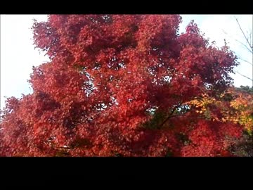 寂光院の紅葉