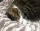 うちの猫の寝姿を撮影してみた（１２月７日）