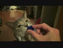 【モアクリ】 青か、赤か