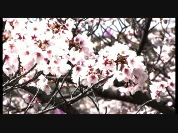 次世代の党　西日本応援動画　凛として咲く花の如く