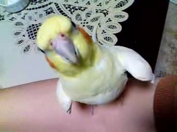 いいちこインコがひたすら見つめて来る動画