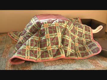 くるねこ大和　20141208　トム氏の誕生日