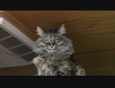 【生後233日】きょうの仔猫【蒼民家の猫々】