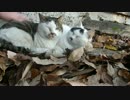 親子猫の寝床にお邪魔した。