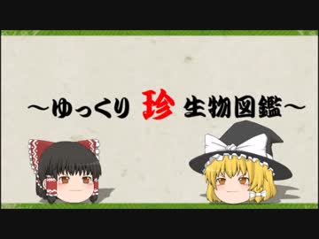 ～ゆっくり　珍　生物図鑑～　第22回　オオミチバシリ