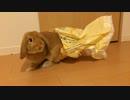 うさぎのきなこ　＃１７　ガサガサ遊んでるうさぎ