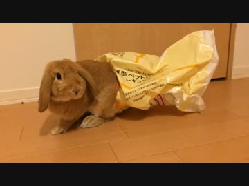 うさぎのきなこ　＃１７　ガサガサ遊んでるうさぎ