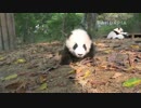 20141024 AM1000 太陽産室 星願（シンユェン）は頑張って這い回っている。