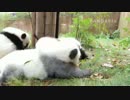20141106 AM1012 月亮産室 成就（チェンジュウ）と星願（シンユェン）は戯れている。