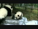 2014年12月6日中継のハイライト 成就（チェンジュウ）は水場で遊んだ後、草地で転がり「トッピング〜♪」。