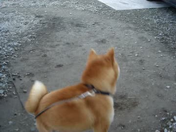 【柴犬】久しぶりの再会