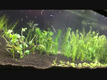 適当なオタクが水草メインの水槽を立ち上げました。その2