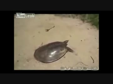 世界最速のすっぽん