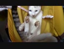 【生後234日】きょうの仔猫【蒼民家の猫々】