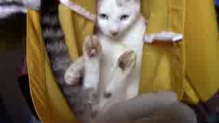 【生後234日】きょうの仔猫【蒼民家の猫々】