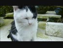 とある田舎の猫事情　～モフられ好きなオス猫～