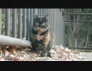 新手のサビ猫