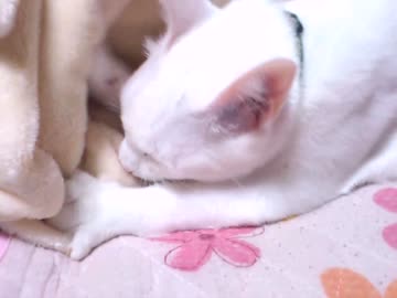 しろ猫と就寝前にイチャイチャ
